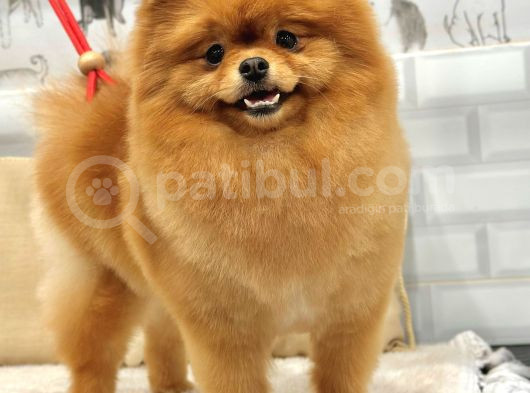 1 Yaş Yeti̇şki̇n Di̇şi̇ Pomerani̇an Boo
