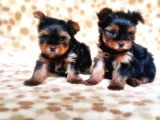 tea cup yorkshire terrier yavrular