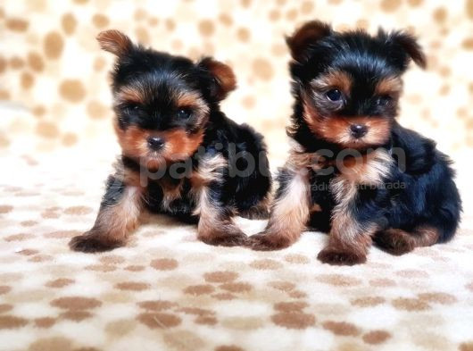 Tea Cup Yorkshire Terrier Yavrular