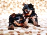 Tea Cup Yorkshire Terrier Yavrular