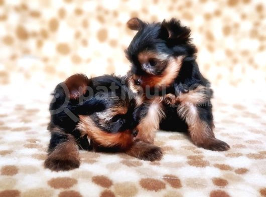 Tea Cup Yorkshire Terrier Yavrular görsel