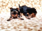 Tea Cup Yorkshire Terrier Yavrular