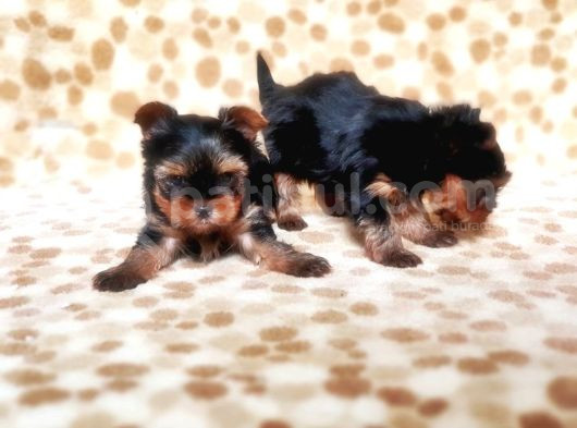 Tea Cup Yorkshire Terrier Yavrular görsel