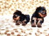 Tea Cup Yorkshire Terrier Yavrular