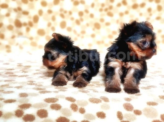 Tea Cup Yorkshire Terrier Yavrular görsel