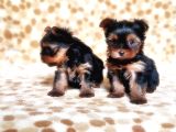 Tea Cup Yorkshire Terrier Yavrular