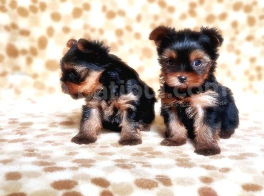 Tea Cup Yorkshire Terrier Yavrular görsel