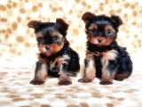 Tea Cup Yorkshire Terrier Yavrular