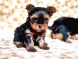Tea Cup Yorkshire Terrier Yavrular