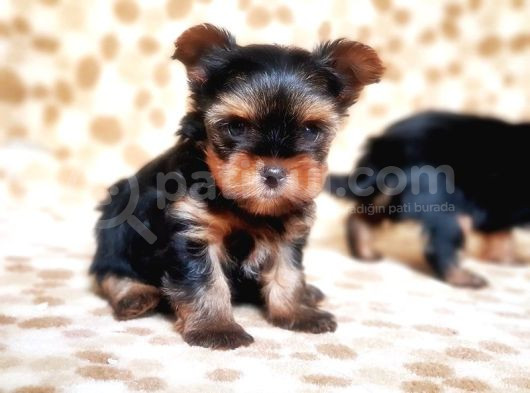 Tea Cup Yorkshire Terrier Yavrular görsel