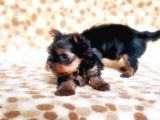 Tea Cup Yorkshire Terrier Yavrular