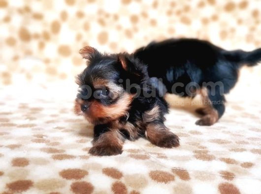 Tea Cup Yorkshire Terrier Yavrular görsel