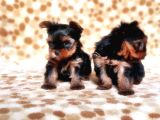 Tea Cup Yorkshire Terrier Yavrular