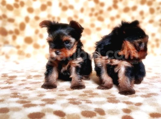 Tea Cup Yorkshire Terrier Yavrular görsel
