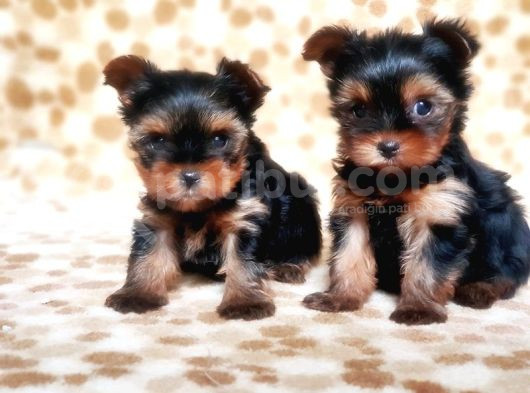 Tea Cup Yorkshire Terrier Yavrular görsel