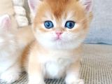 Çek Bebeksi Tenimi Çek Golden British Shorthair