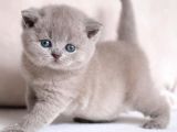 Manken Gibi Lilac British Shorthair 