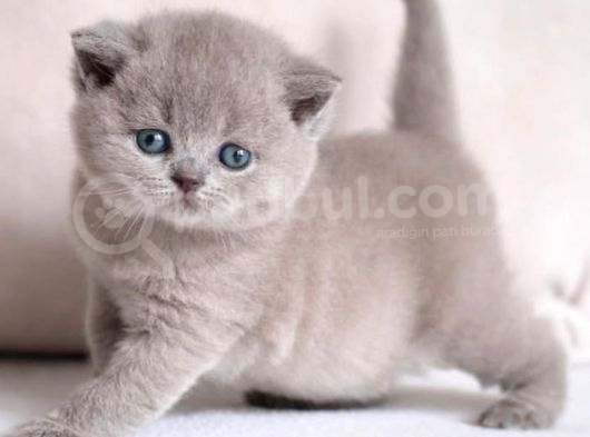 Manken Gibi Lilac British Shorthair  görsel