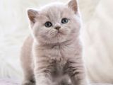 Manken Gibi Lilac British Shorthair 