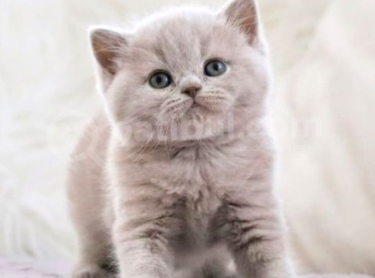 Manken Gibi Lilac British Shorthair  görsel
