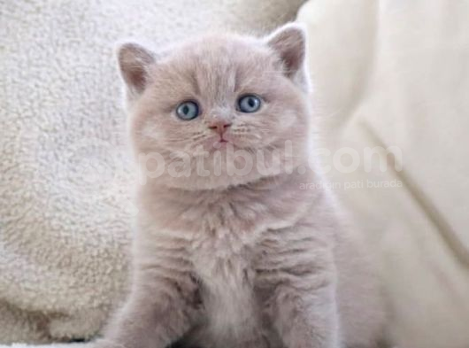 Manken Gibi Lilac British Shorthair 