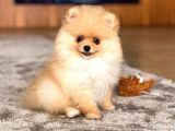 RESMİ İŞLETMEDEN POMERRİAN BOO YAVRULARIMIZ