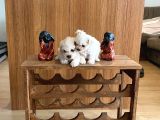Teacup Maltese Terrier Bebekler