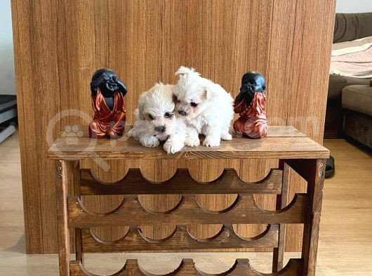 Teacup Maltese Terrier Bebekler görsel