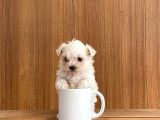 teacup maltese terrier bebekler