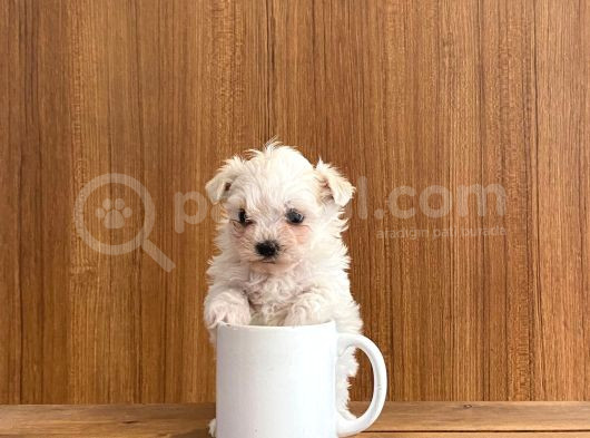 Teacup Maltese Terrier Bebekler