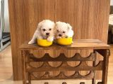 Teacup Maltese Terrier Bebekler