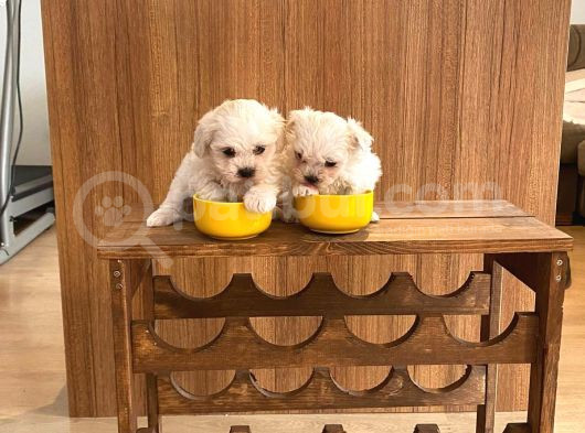 Teacup Maltese Terrier Bebekler görsel