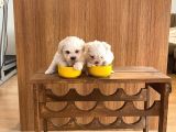 Teacup Maltese Terrier Bebekler