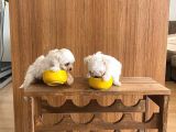 Teacup Maltese Terrier Bebekler