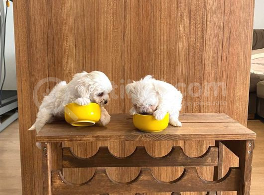 Teacup Maltese Terrier Bebekler görsel