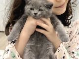 Sağlikli Erkek Di̇şi̇ Bri̇ti̇sh Shorthai̇r Bebe