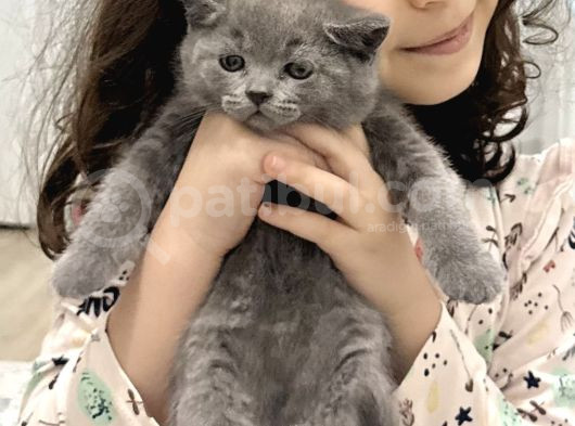 Sağlikli Erkek Di̇şi̇ Bri̇ti̇sh Shorthai̇r Bebe görsel