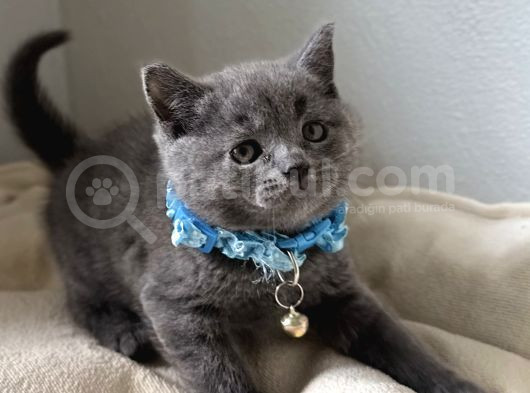 Sağlikli Erkek Di̇şi̇ Bri̇ti̇sh Shorthai̇r Bebe görsel