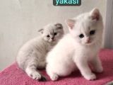 Scotsh ve britsh kardeşler teslime hazır
