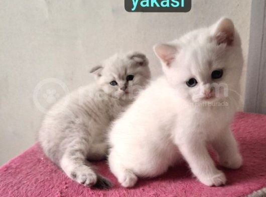 Scotsh Ve Britsh Kardeşler Teslime Hazır