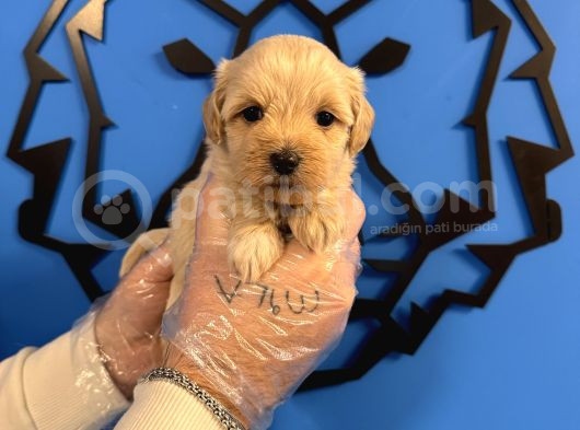Irk Garanti̇li̇ Özel Malti̇poo Yavrulari görsel
