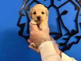 GÜLEN SURAT MALTİPOO YAVRULARIMIZ