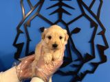 Gülen Surat Malti̇poo Yavrularimiz