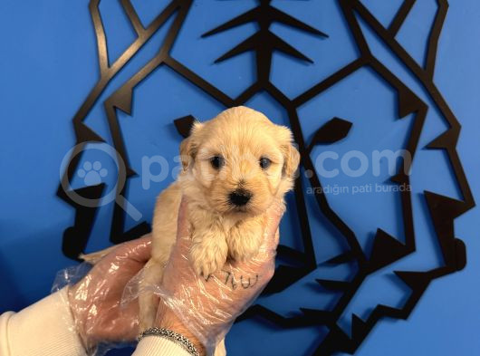 Gülen Surat Malti̇poo Yavrularimiz görsel