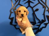 Gülen Surat Malti̇poo Yavrularimiz