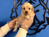 Gülen Surat Malti̇poo Yavrularimiz
