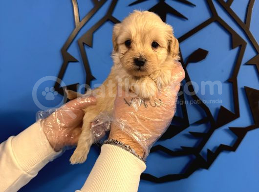 Gülen Surat Malti̇poo Yavrularimiz görsel