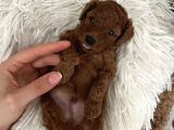 Erkek küçük koyu kahve toy poodle 50 günlük