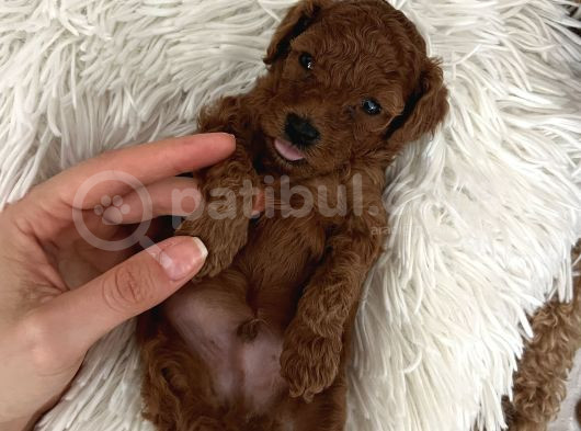 Erkek Küçük Koyu Kahve Toy Poodle 50 Günlük