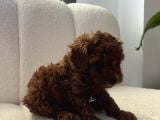 Erkek Küçük Koyu Kahve Toy Poodle 50 Günlük
